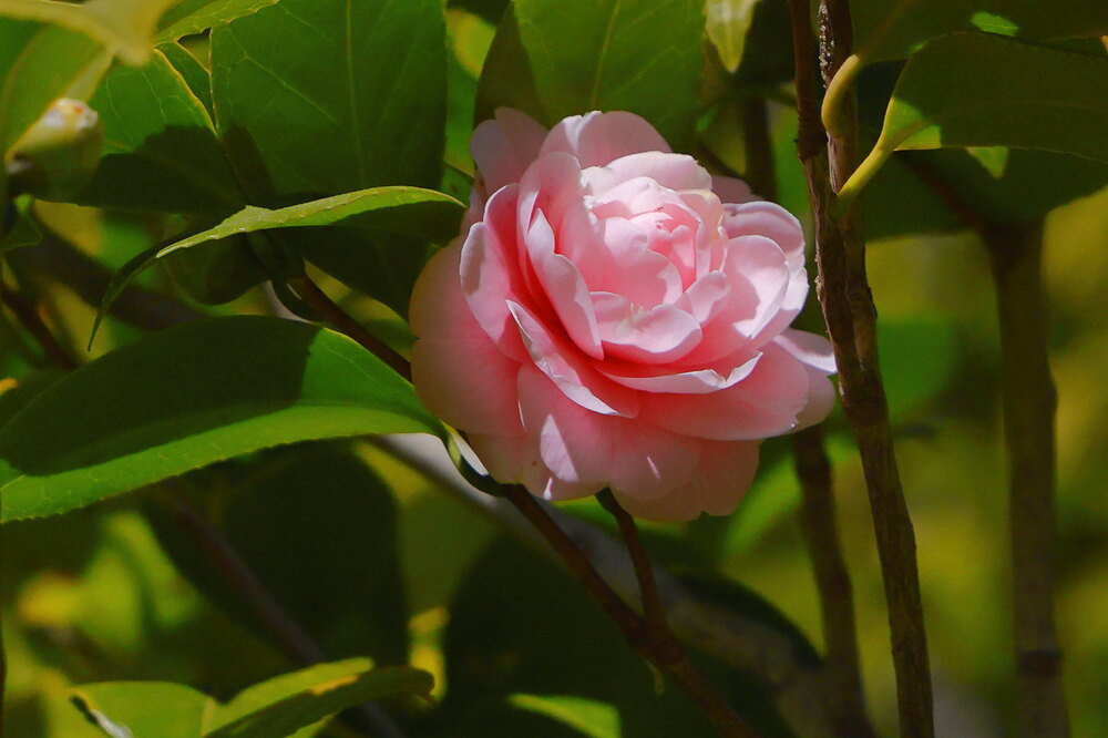 250222_IMG_7654_AD_ツバキ開花_たちばな台公園_2X3.JPG