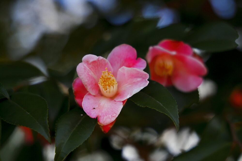 250222_IMG_7688_AD_ツバキ咲く_もえぎ野ふれあい_2X3.JPG