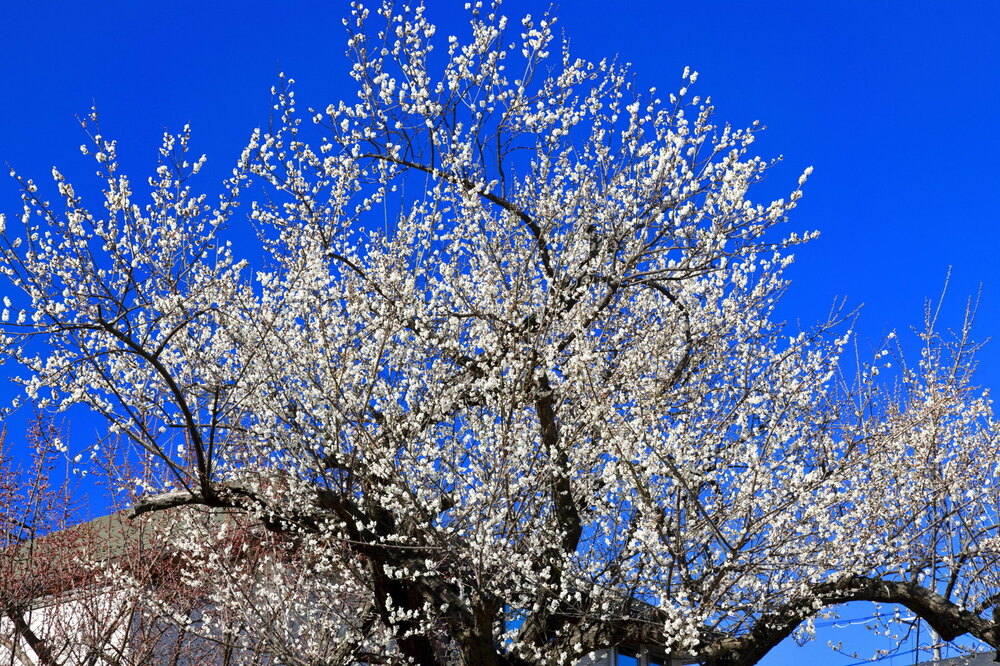 250223_IMG_7771_AD_ウメ爛漫輝影_もえぎ野畑_2X3.JPG