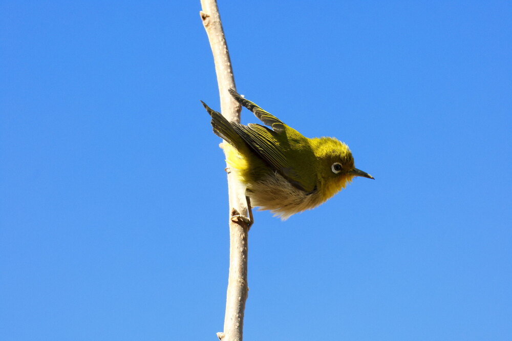 250223_IMG_7842_AD_ウメに鳥・メジロ_もえぎ野畑_2X3.JPG