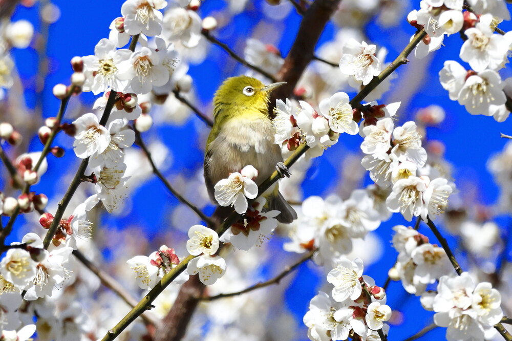 250223_IMG_7850_AD_ウメに鳥・メジロ_もえぎ野畑_2X3.JPG