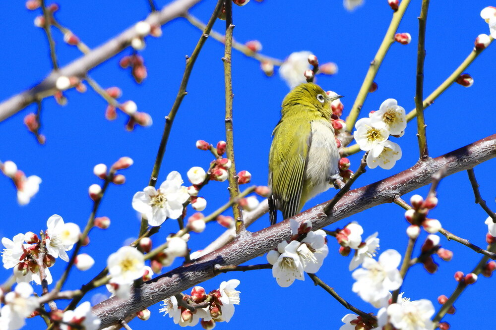 250223_IMG_7856_AD_ウメに鳥・メジロ_もえぎ野畑_2X3.JPG