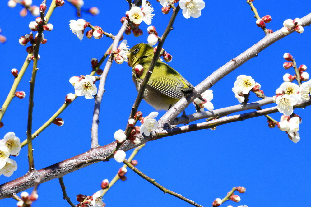 250223_IMG_7870_AD_ウメに鳥・メジロ_もえぎ野畑_2X3.JPG