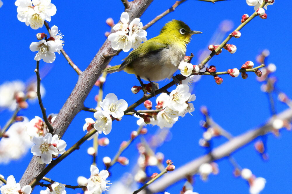 250223_IMG_7874_AD_ウメに鳥・メジロ_もえぎ野畑_2X3.JPG