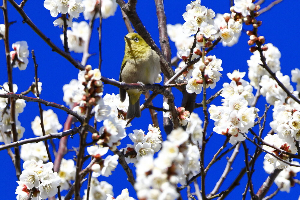 250223_IMG_7887_AD_ウメに鳥・メジロ_もえぎ野畑_2X3.JPG