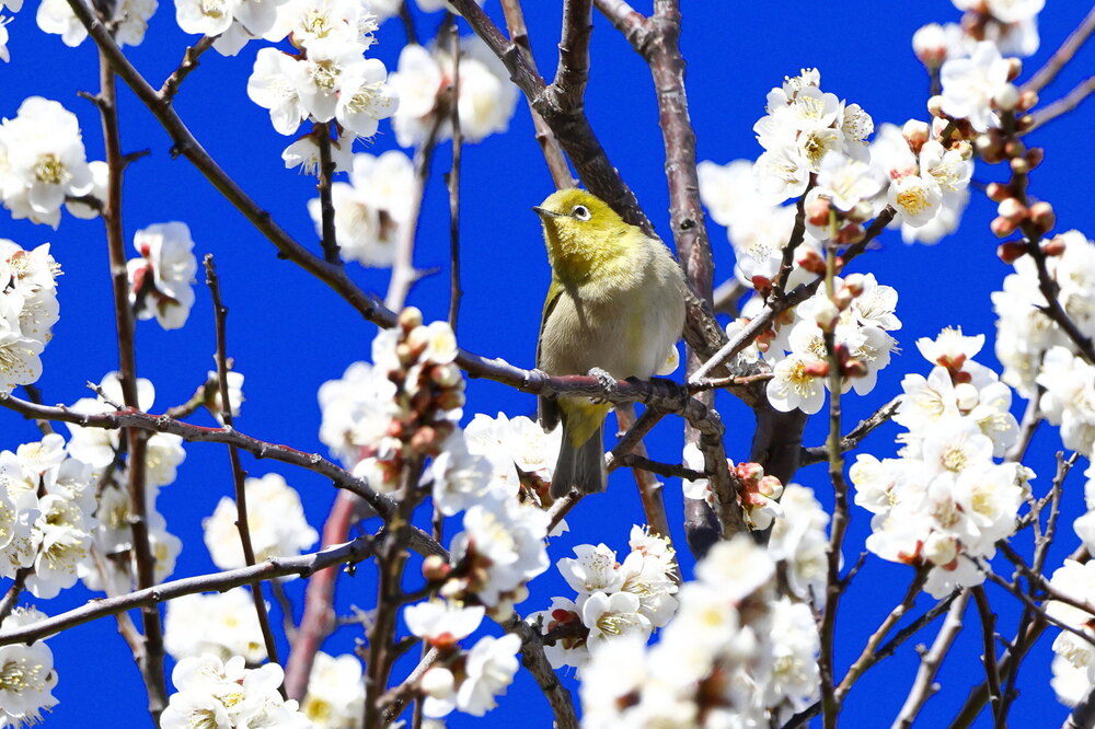 250223_IMG_7896_AD_ウメに鳥・メジロ_もえぎ野畑_2X3.JPG