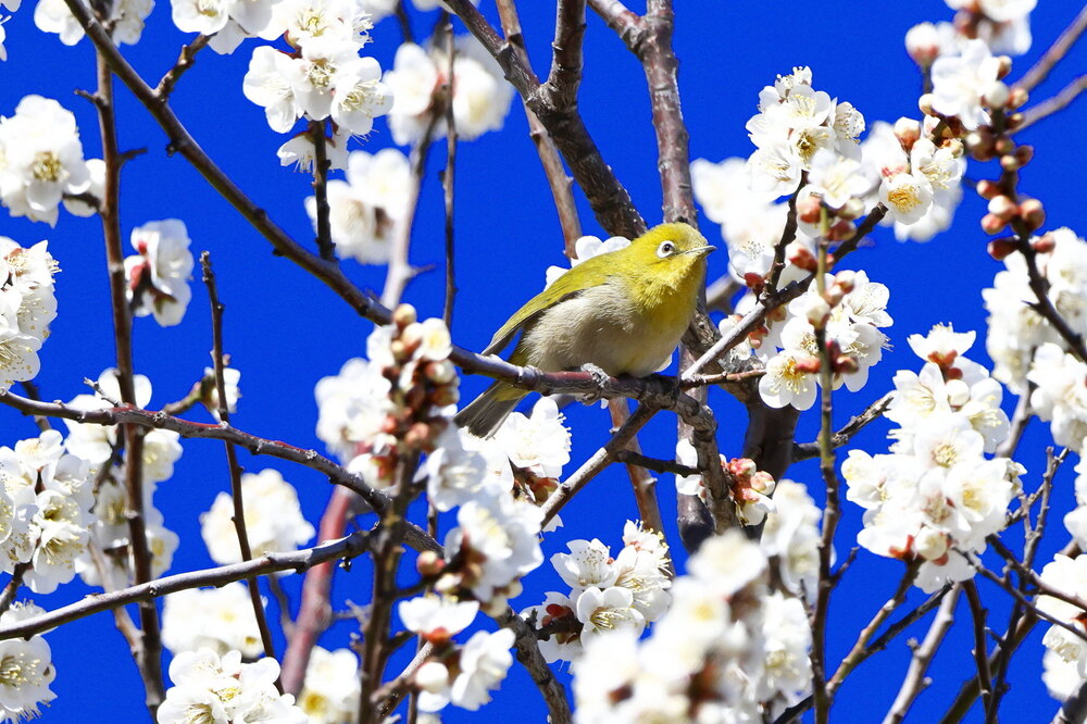 250223_IMG_7898_AD_ウメに鳥・メジロ_もえぎ野畑_2X3.JPG