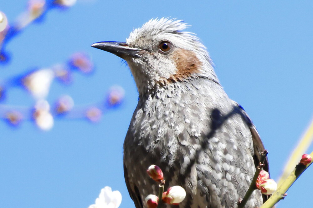 250223_IMG_7910_AD_ウメに鳥・ヒヨドリ_もえぎ野畑_2X3.JPG