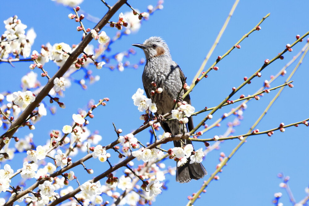 250223_IMG_7913_AD_ウメに鳥・ヒヨドリ_もえぎ野畑_2X3.JPG