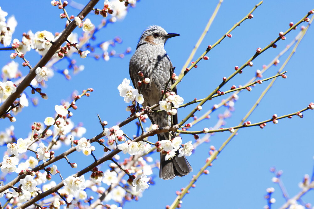 250223_IMG_7915_AD_ウメに鳥・ヒヨドリ_もえぎ野畑_2X3.JPG