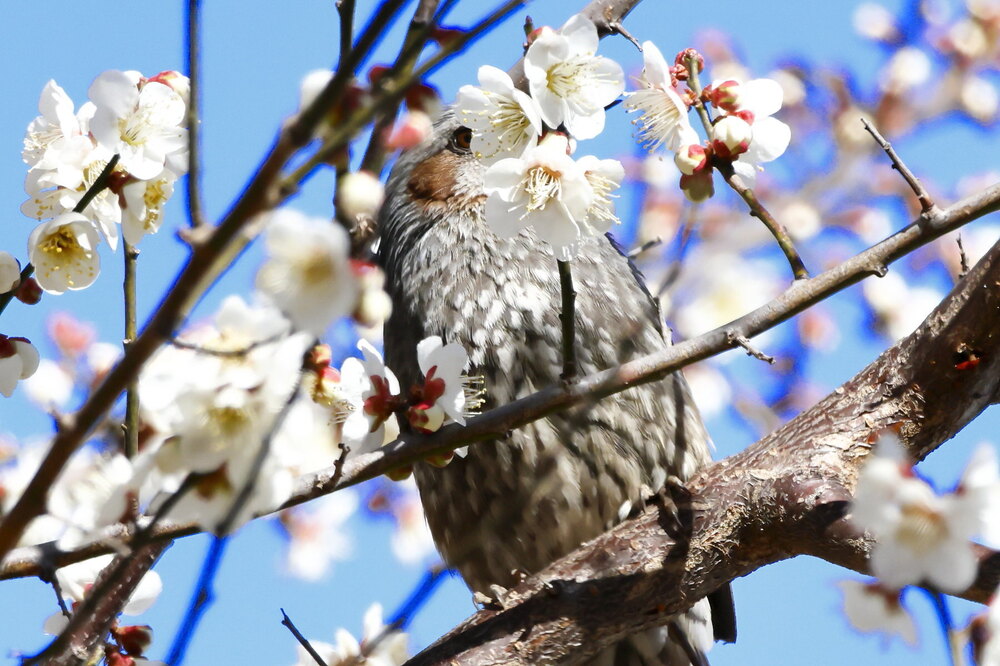 250223_IMG_7931_AD_ウメに鳥・ヒヨドリ_もえぎ野畑_2X3.JPG