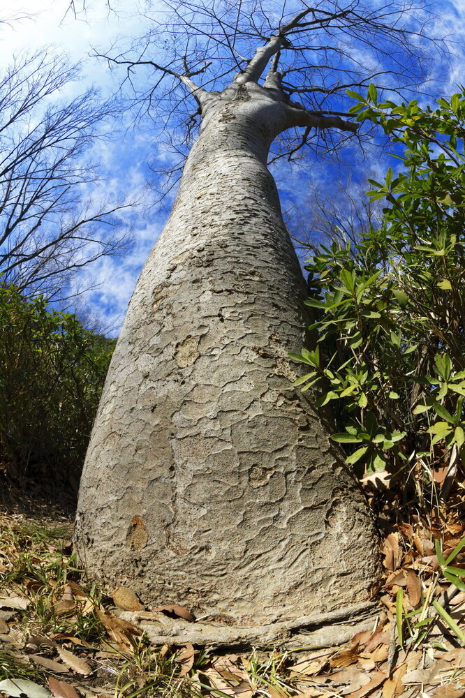 250228_IMG_9495_AD_ケヤキ冬姿冬光_たちばな台公園_A3N.JPG