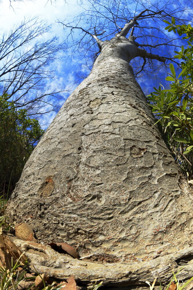 250228_IMG_9512_AD_ケヤキ冬姿冬光_たちばな台公園_2X3.JPG