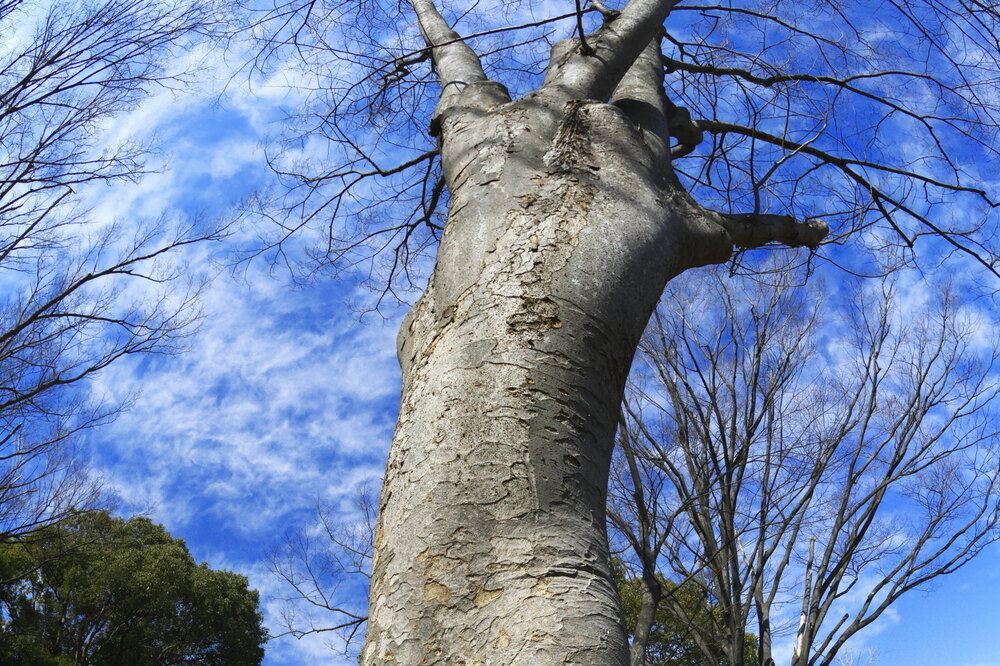 250228_IMG_9552_AD_ケヤキ冬姿冬光_たちばな台公園_2X3.JPG