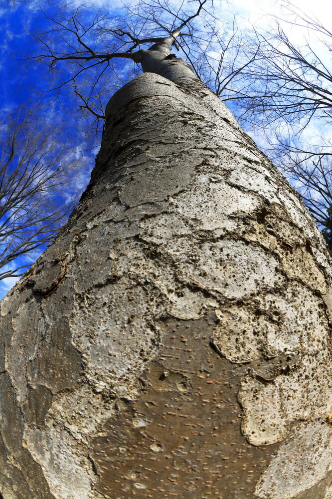 250228_IMG_9794_AD_ケヤキ冬姿冬光_たちばな台公園_2X3.JPG