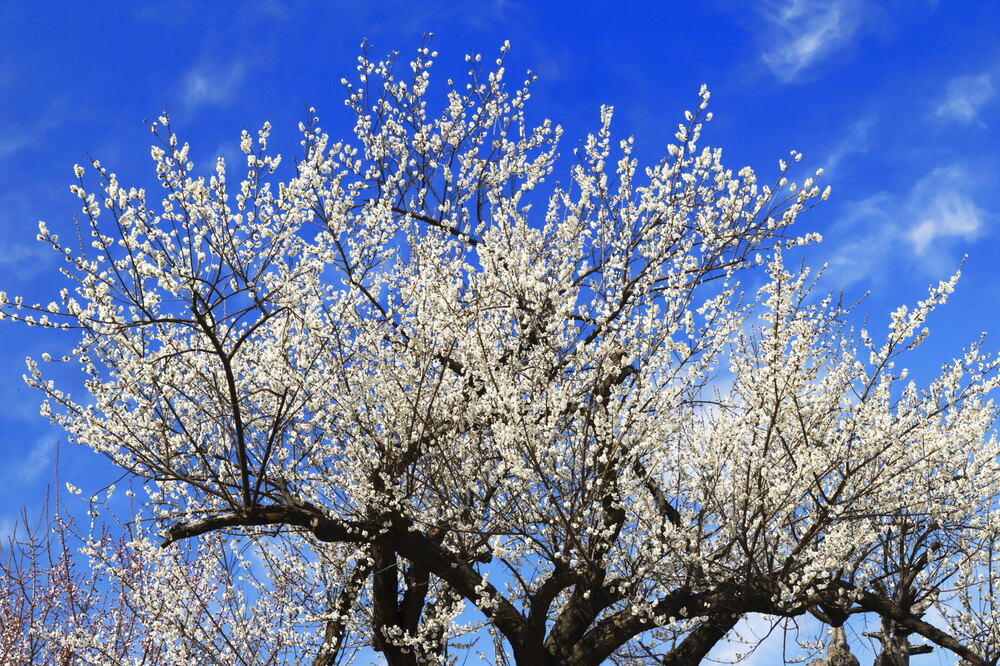 250228_IMG_9859_AD_ウメ爛漫_もえぎ野畑_2X3.JPG