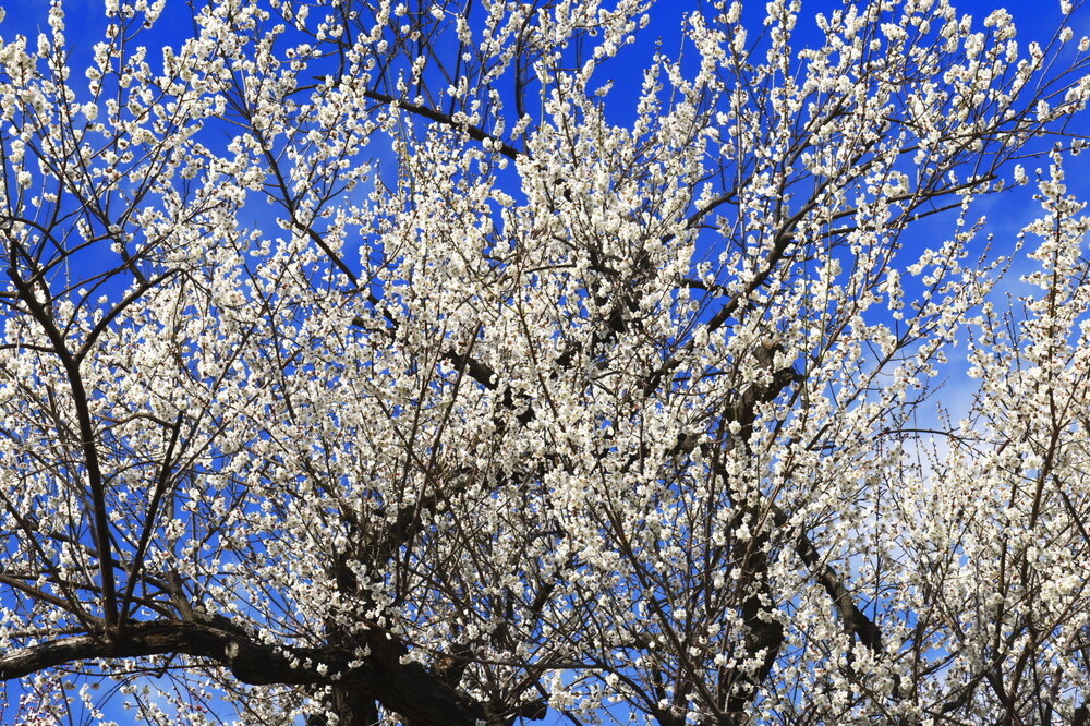 250228_IMG_9865_AD_ウメ爛漫_もえぎ野畑_2X3.JPG