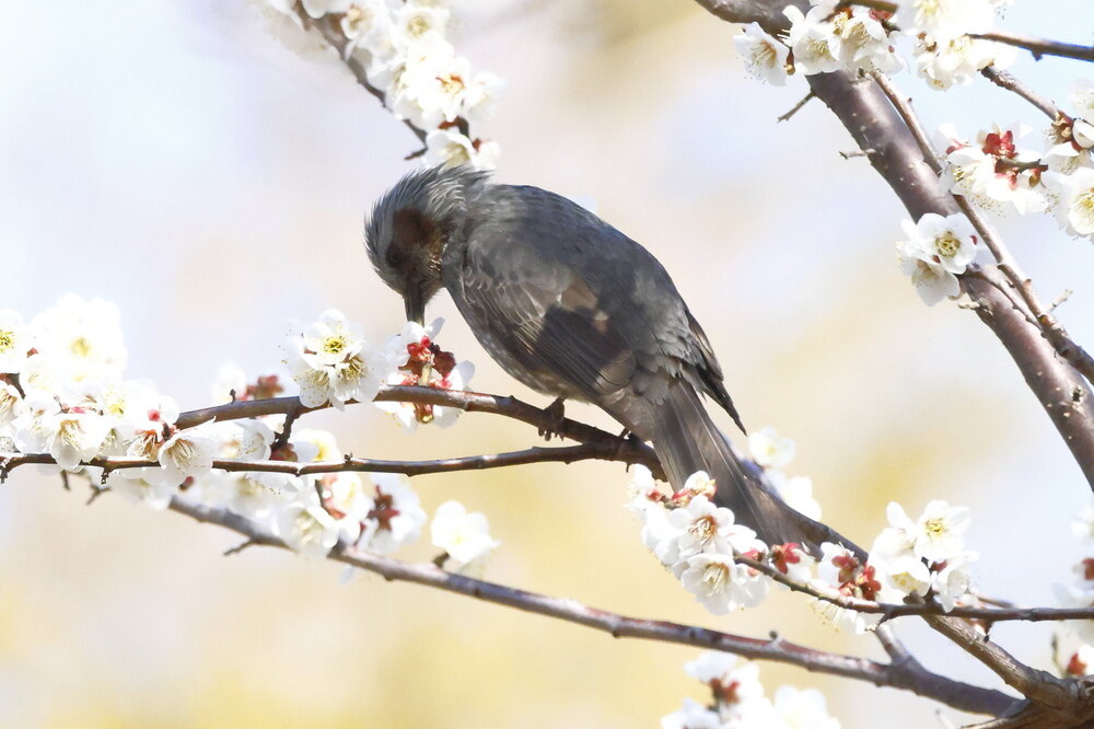 250228_IMG_9902_AD_鳥・ヒヨドリ休憩中_たちばな台公園_2X3.JPG