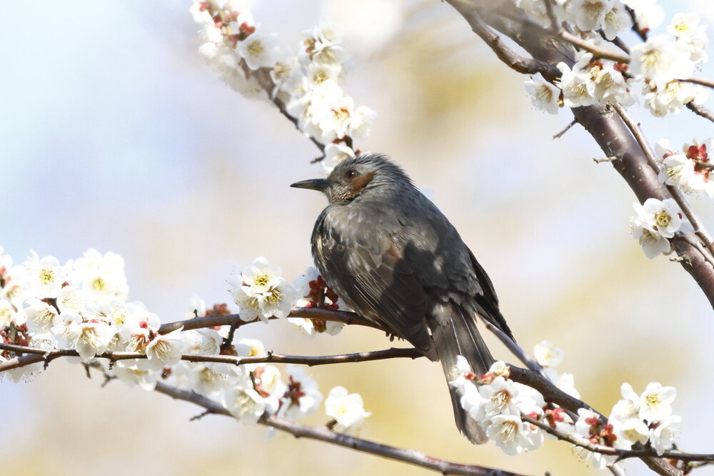 250228_IMG_9919_AD_鳥・ヒヨドリ休憩中_たちばな台公園_2X3.JPG