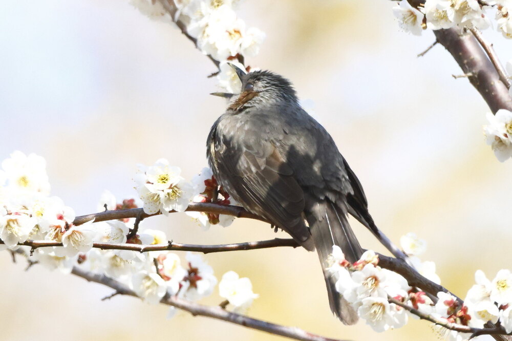 250228_IMG_9922_AD_鳥・ヒヨドリ休憩中_たちばな台公園_2X3.JPG