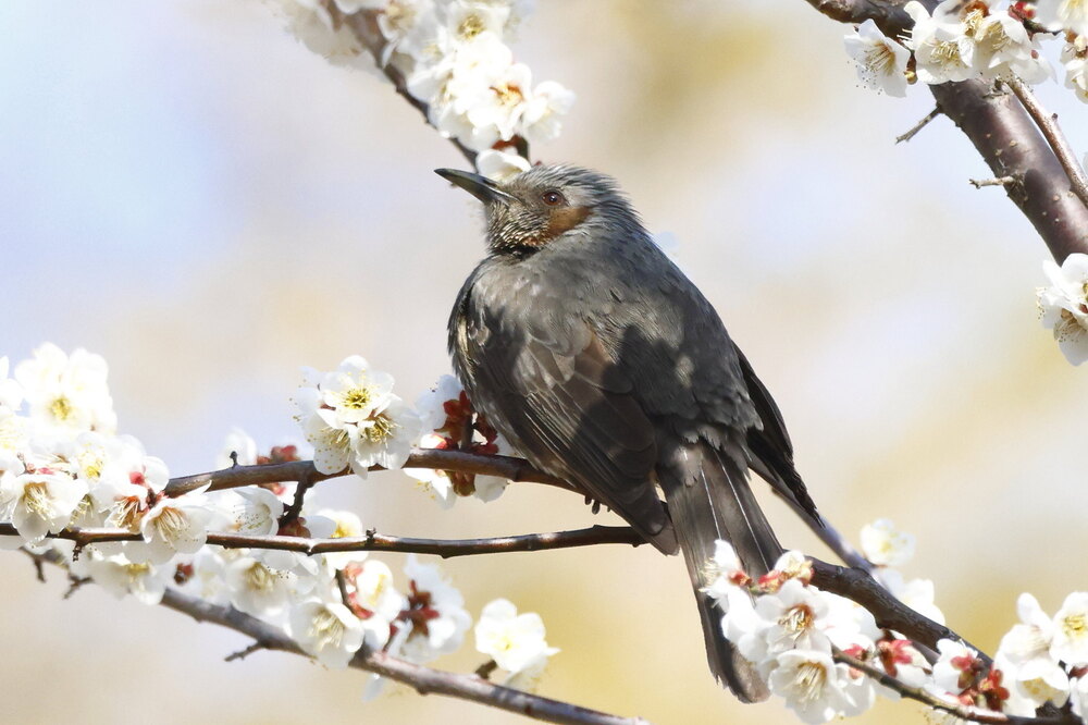 250228_IMG_9925_AD_鳥・ヒヨドリ休憩中_たちばな台公園_2X3.JPG