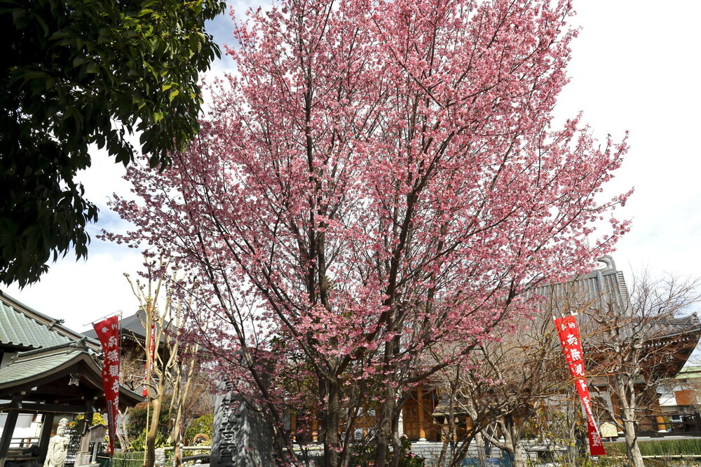 250313_IMG_3242_AD_フジザクラ彩煇_祥泉院.JPG