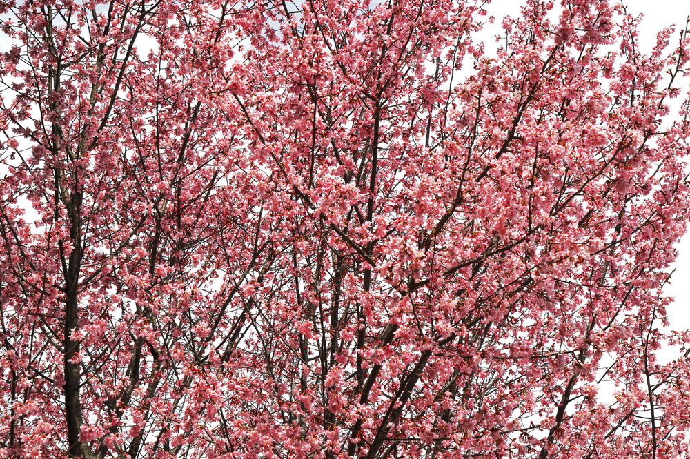 250313_IMG_3246_AD_フジザクラ彩煇_祥泉院.JPG