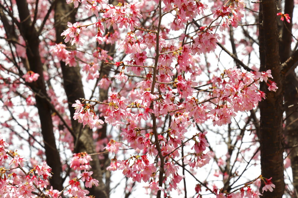 250313_IMG_3258_AD_フジザクラ彩煇_祥泉院.JPG