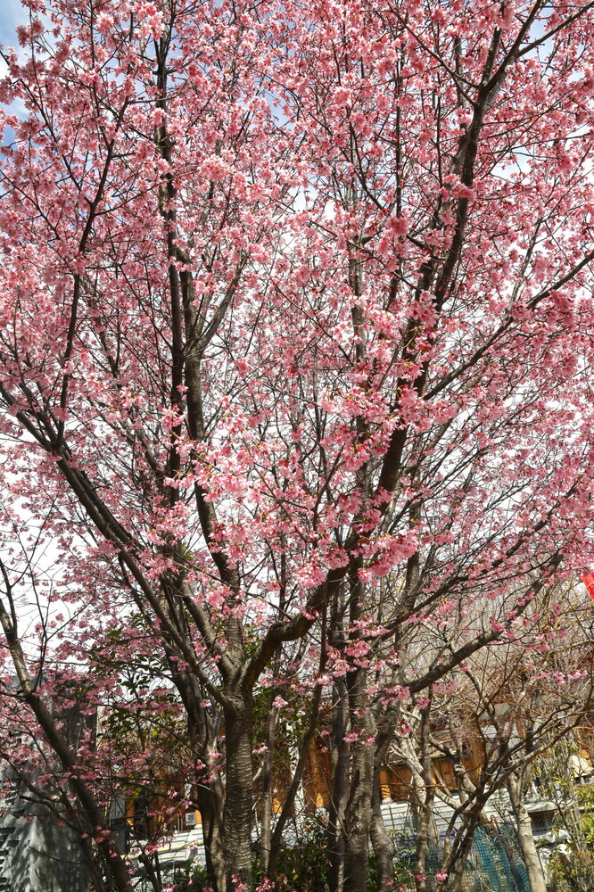 250313_IMG_3274_AD_フジザクラ彩煇_祥泉院.JPG