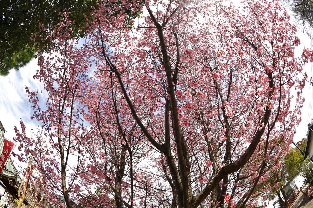 250313_IMG_3276_AD_フジザクラ彩煇_祥泉院.JPG
