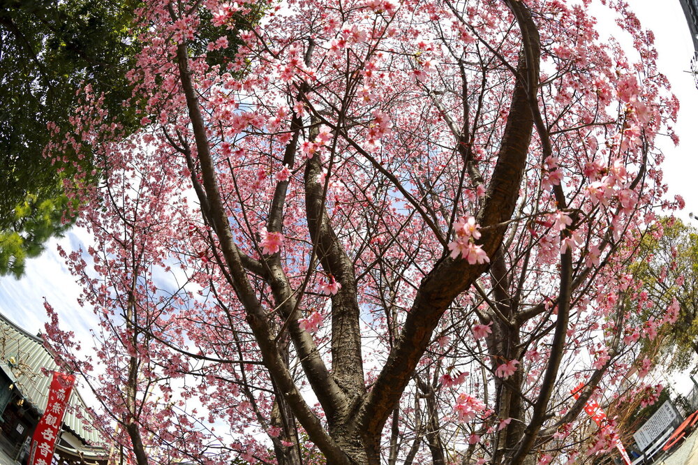 250313_IMG_3285_AD_フジザクラ彩煇_祥泉院.JPG