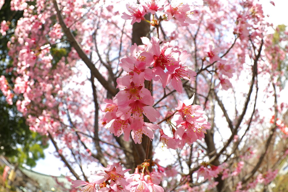 250313_IMG_3294_AD_フジザクラ彩煇_祥泉院.JPG