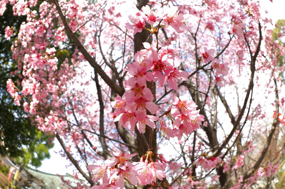 250313_IMG_3296_AD_フジザクラ彩煇_祥泉院.JPG