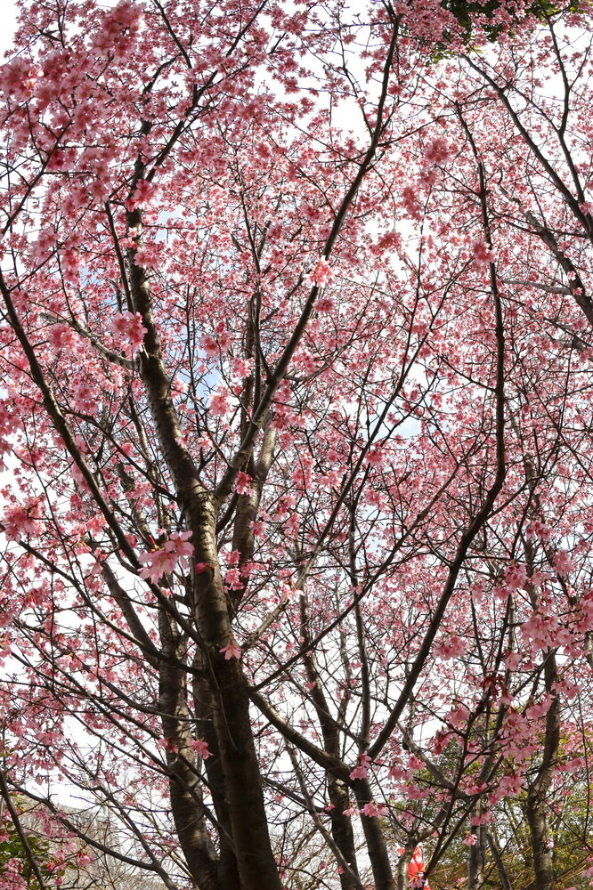 250313_IMG_3298_AD_フジザクラ彩煇_祥泉院.JPG