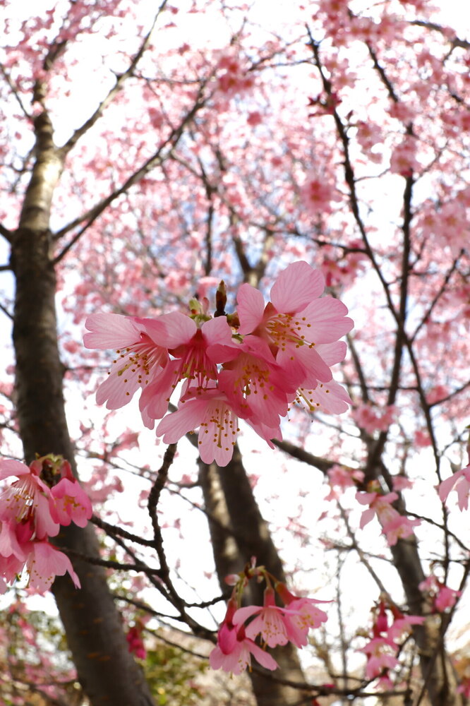 250313_IMG_3302_AD_フジザクラ彩煇_祥泉院.JPG