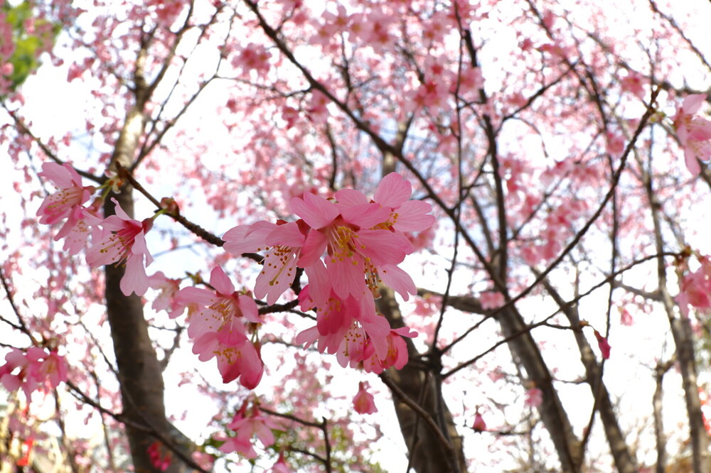 250313_IMG_3306_AD_フジザクラ彩煇_祥泉院.JPG
