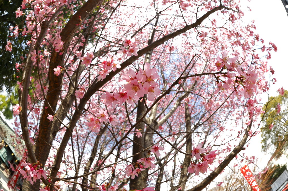 250313_IMG_3312_AD_フジザクラ彩煇_祥泉院.JPG
