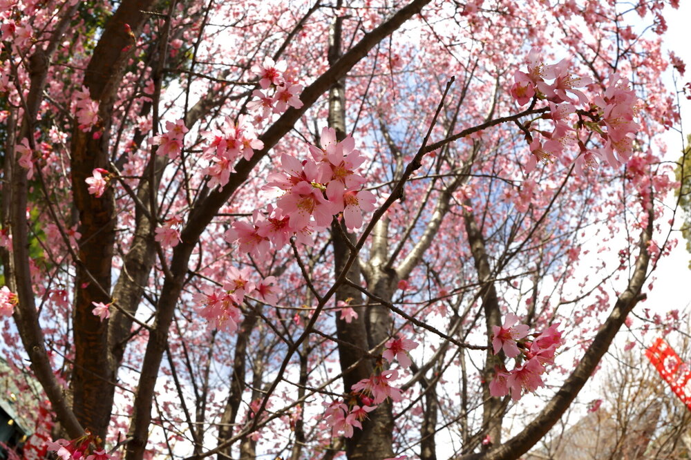 250313_IMG_3317_AD_フジザクラ彩煇_祥泉院.JPG