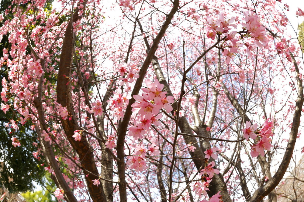 250313_IMG_3319_AD_フジザクラ彩煇_祥泉院.JPG